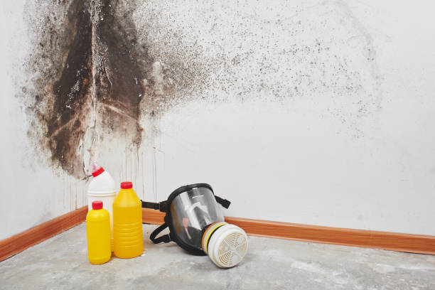 Best Same-Day Mold Removal  in Parklawn, CA