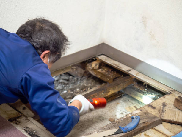 Best Best Mold Removal Companies  in Parklawn, CA