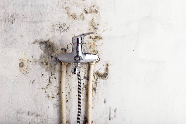 Mold Removal and Inspection in Parklawn, CA