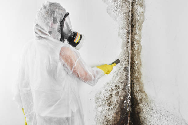 Best Fast Mold Removal  in Parklawn, CA