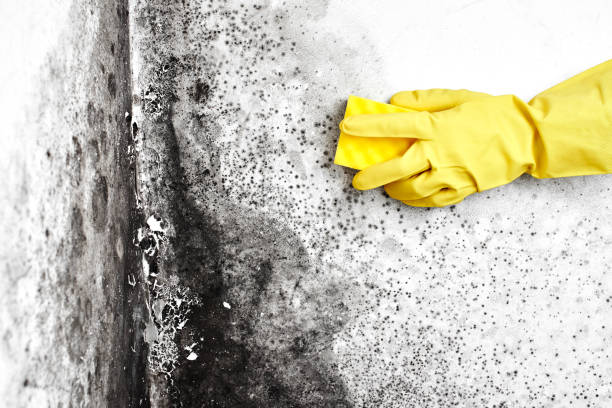 Best Professional Mold Removal  in Parklawn, CA