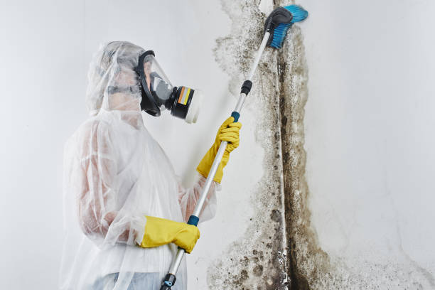 Best Affordable Mold Removal  in Parklawn, CA