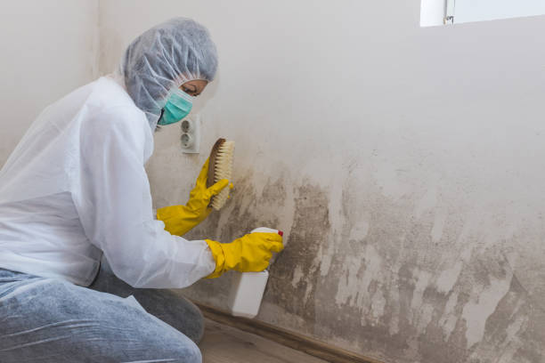 Best Attic Mold Removal  in Parklawn, CA