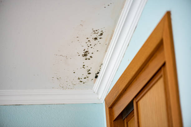 Certified Mold Removal in Parklawn, CA