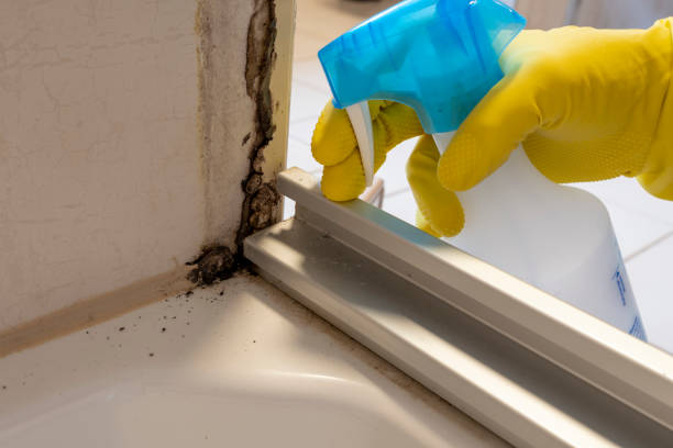 Best Residential Mold Removal  in Parklawn, CA