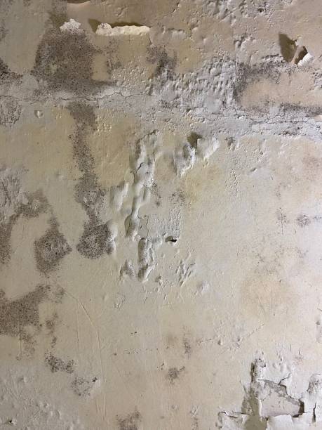 Best Mold Cleaning Services  in Parklawn, CA