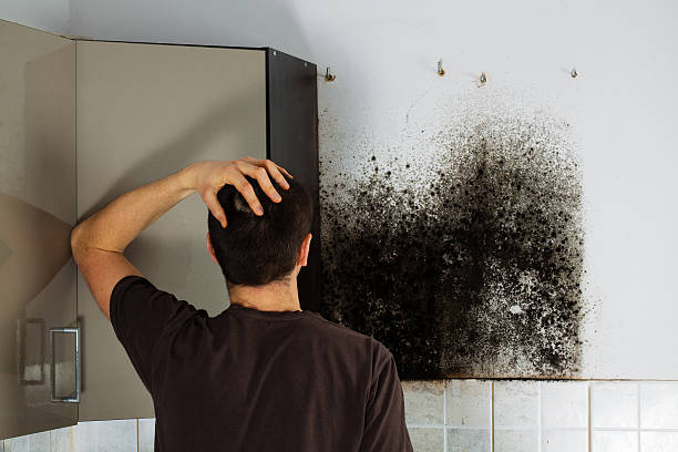 Best Black Mold Removal  in Parklawn, CA