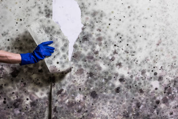 Reliable Parklawn, CA Mold Removal Solutions