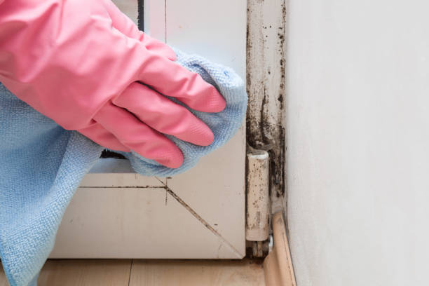 Best Residential Mold Removal  in Parklawn, CA