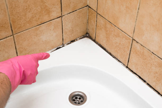 Best Fast Mold Removal  in Parklawn, CA
