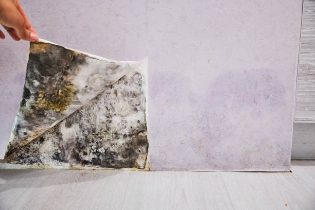 Best Mold Testing  in Parklawn, CA